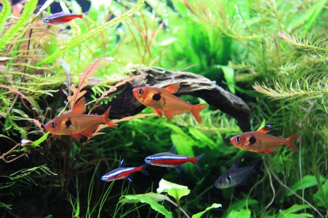 東住吉 矯正歯科 アクアリウム 東住吉 矯正歯科 アクアリウム